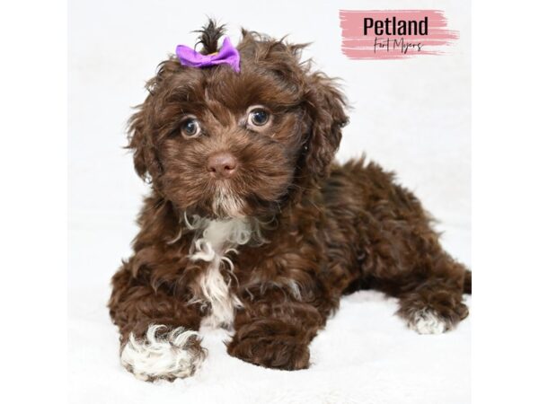 Shihpoo--Female---Petland Fort Myers, Florida