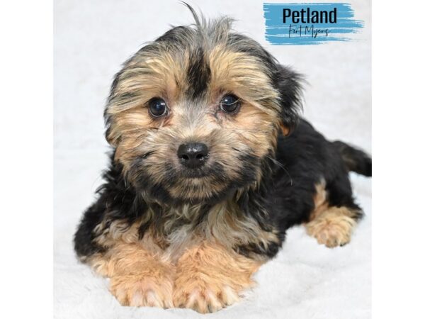 Morkie--Male---Petland Fort Myers, Florida