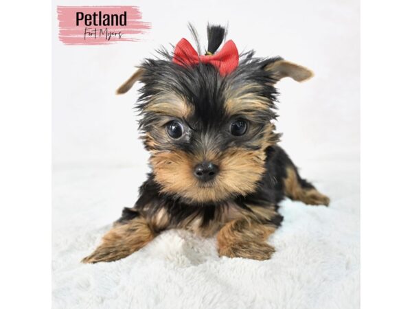 Yorkshire Terrier--Female---Petland Fort Myers, Florida