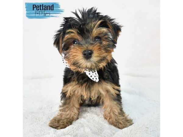 Yorkshire Terrier--Male---Petland Fort Myers, Florida