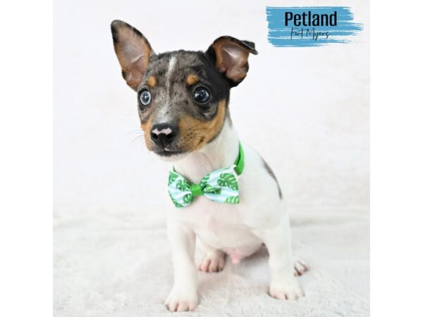 Toy Fox Terrier--Male---Petland Fort Myers, Florida