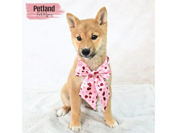Shiba Inu--Female---Petland Fort Myers, Florida