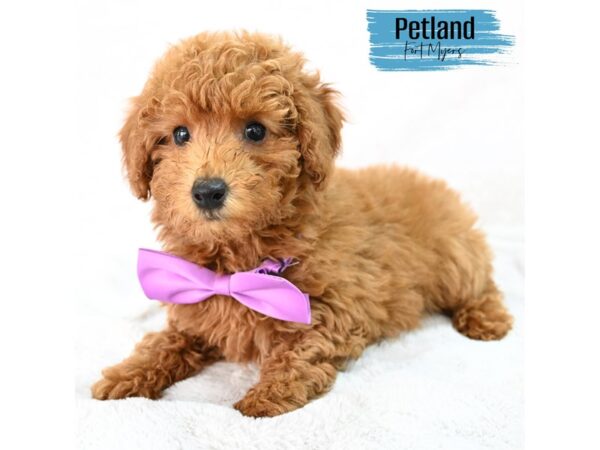Miniature Poodle--Male---Petland Fort Myers, Florida