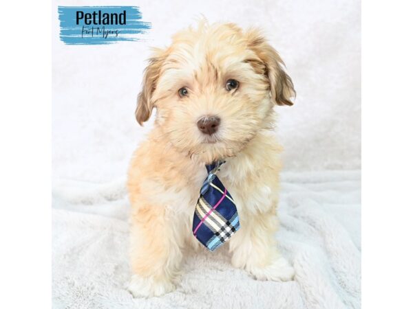 Havanese--Male---Petland Fort Myers, Florida