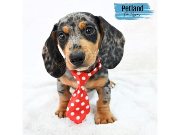 Dachshund--Male---Petland Fort Myers, Florida