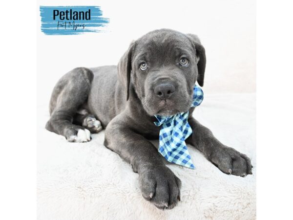 Cane Corso--Male---Petland Fort Myers, Florida