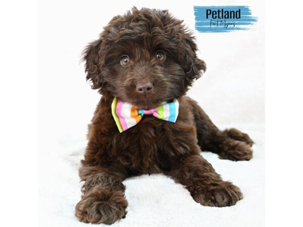 Miniature Aussidoodle--Male---Petland Fort Myers, Florida