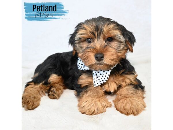 Yorkshire Terrier--Male---Petland Fort Myers, Florida