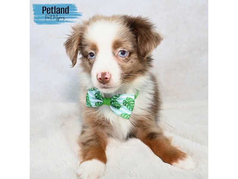 Puppy Red Merle ID221221 Located at Petland Fort Myers, Florida