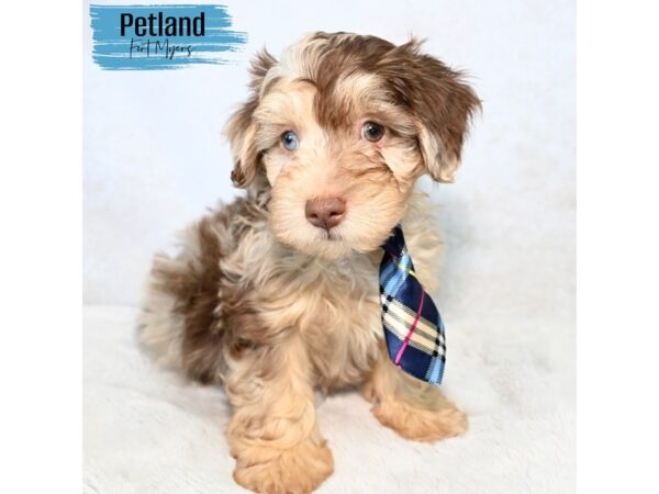 Toy Aussie Poo--Male---Petland Fort Myers, Florida