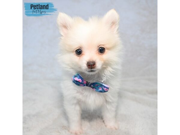 Pomeranian--Male---Petland Fort Myers, Florida