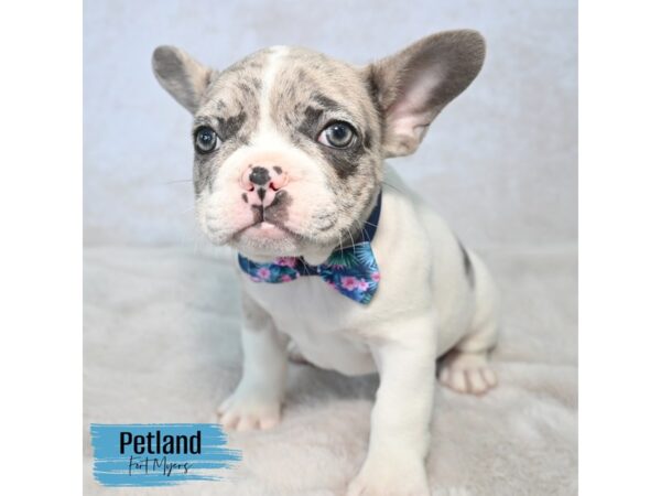 French Bulldog--Male---Petland Fort Myers, Florida