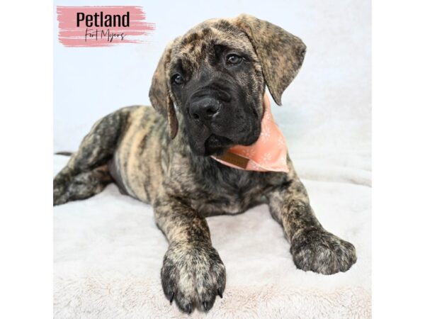 English Mastiff--Male---Petland Fort Myers, Florida