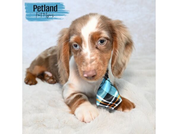 Dachshund--Male---Petland Fort Myers, Florida