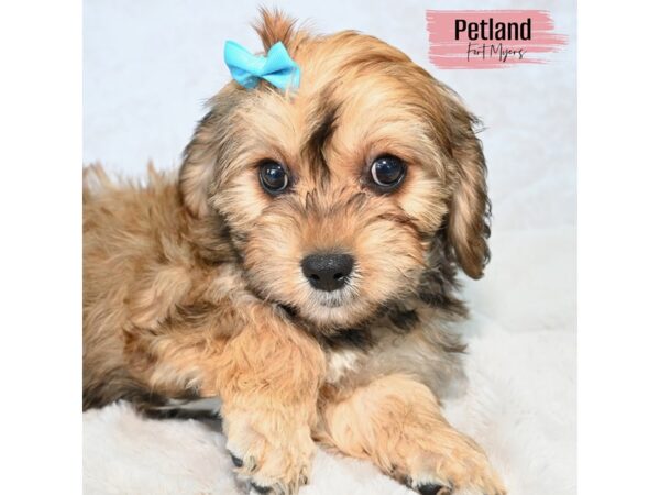 Cavachon--Female---Petland Fort Myers, Florida
