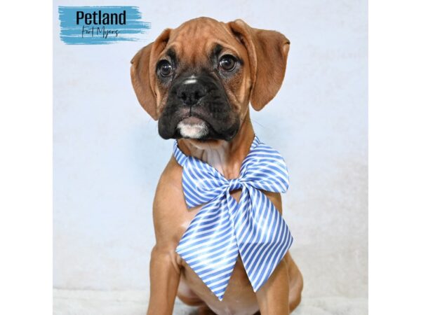 Boxer--Male---Petland Fort Myers, Florida