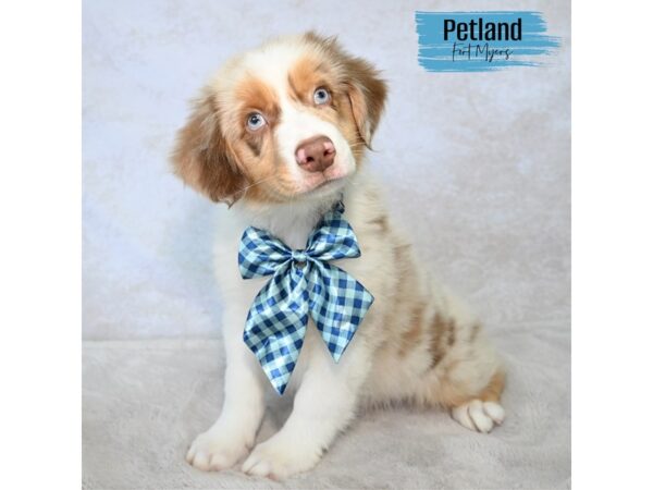 Australian Shepherd--Male---Petland Fort Myers, Florida