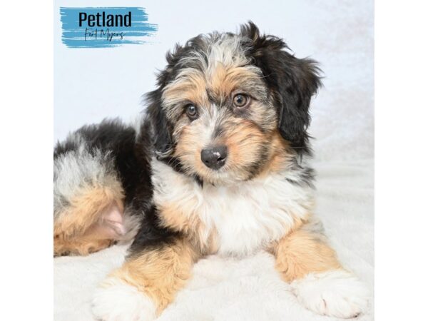 Aussiepoo--Male---Petland Fort Myers, Florida