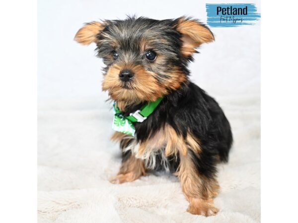 Yorkshire Terrier--Male---Petland Fort Myers, Florida