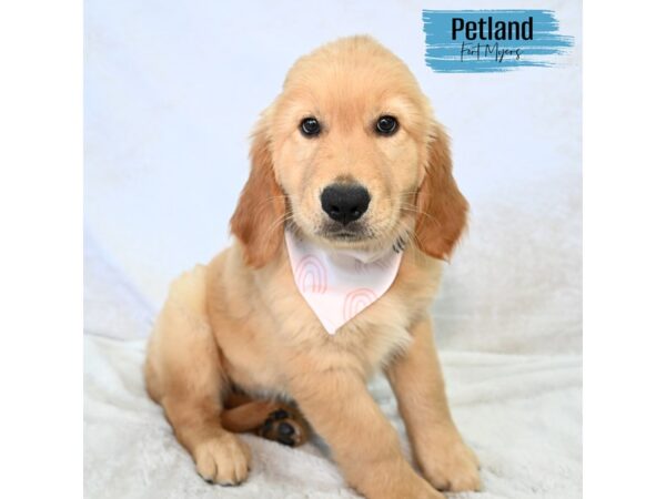 Golden Retriever--Male---Petland Fort Myers, Florida