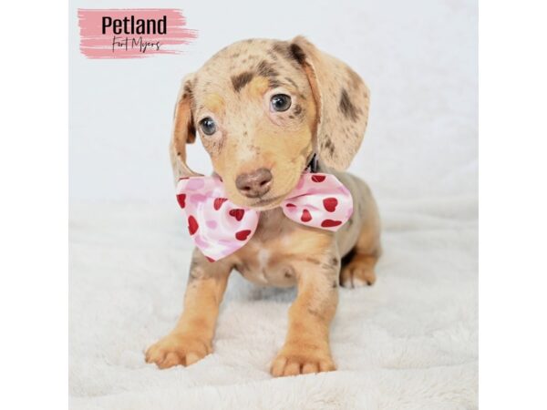 Dachshund--Female---Petland Fort Myers, Florida
