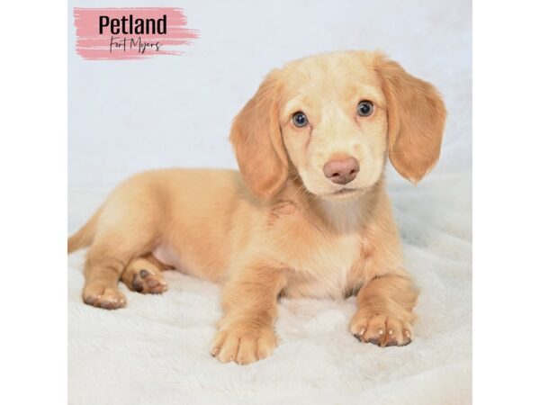 Dachshund--Female---Petland Fort Myers, Florida