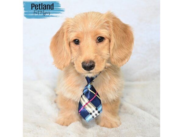 Dachshund--Male---Petland Fort Myers, Florida