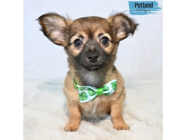Chihuahua--Male---Petland Fort Myers, Florida