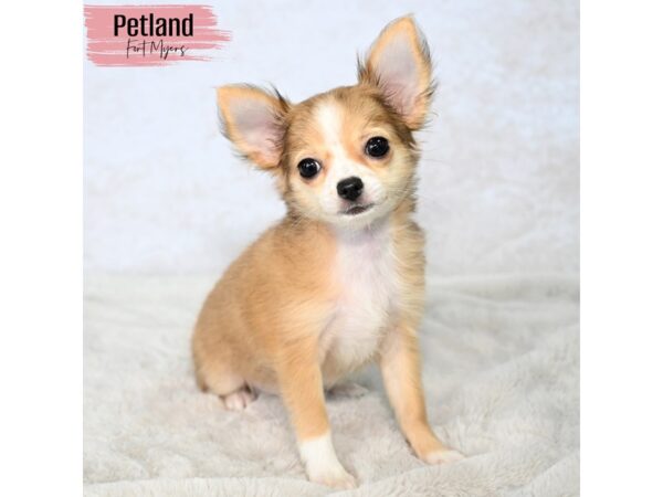 Chihuahua--Female---Petland Fort Myers, Florida