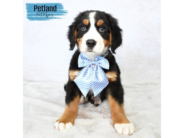 Bernese Mountain Dog--Male---Petland Fort Myers, Florida