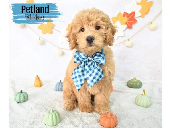Mini Goldendoodle--Male---Petland Fort Myers, Florida