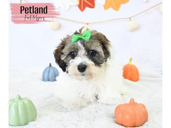 Havapoo--Female---Petland Fort Myers, Florida