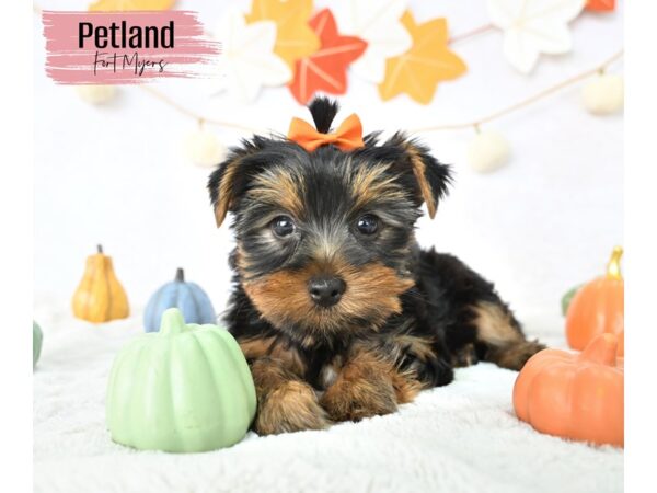 Yorkshire Terrier--Female---Petland Fort Myers, Florida