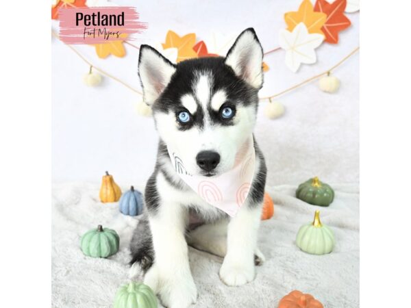 Siberian Husky--Female---Petland Fort Myers, Florida