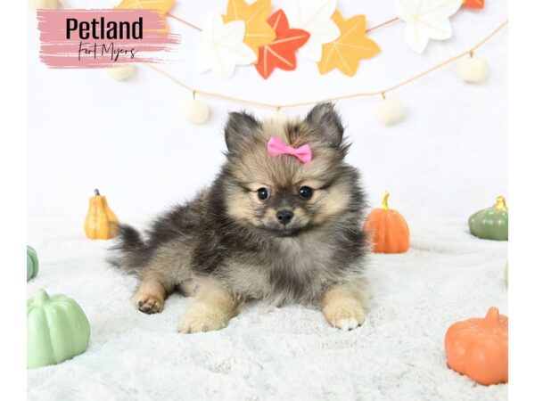 Pomeranian--Female---Petland Fort Myers, Florida