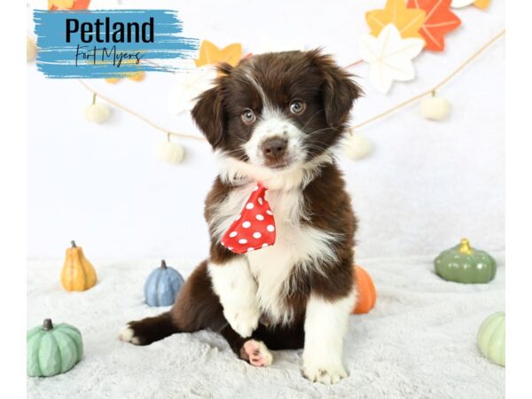 Miniature American Shepherd--Male---Petland Fort Myers, Florida