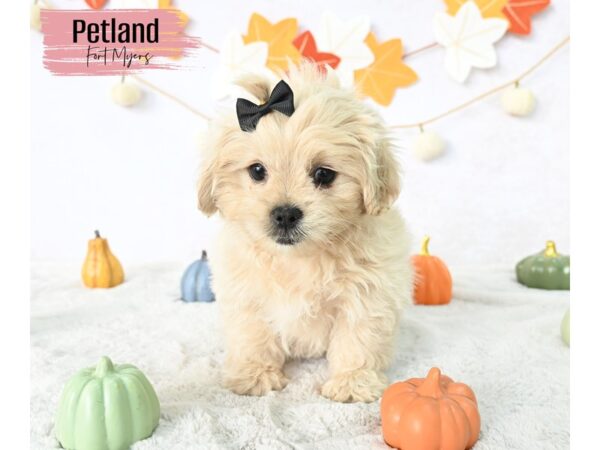 Pekeapoo--Female---Petland Fort Myers, Florida