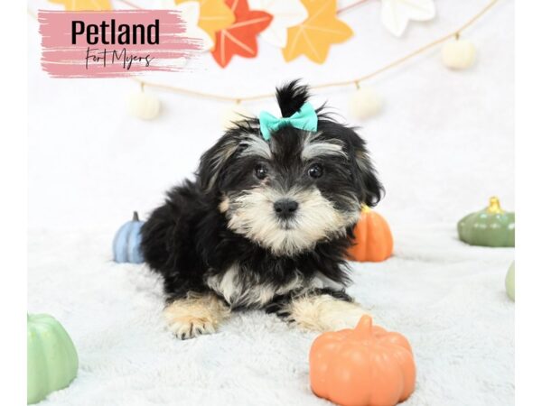 Morkie--Female---Petland Fort Myers, Florida