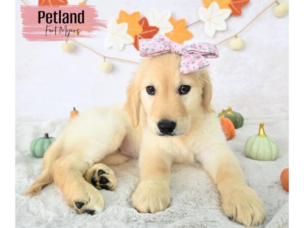 Golden Retriever--Female---Petland Fort Myers, Florida