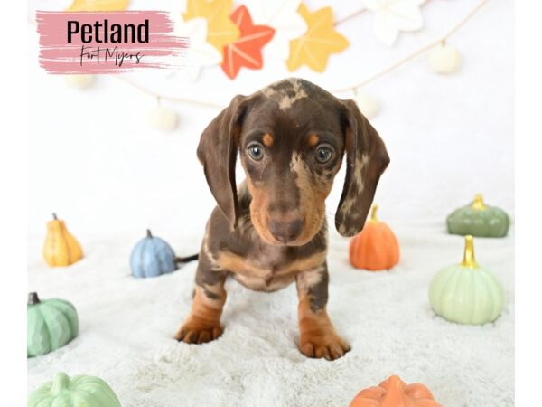 Dachshund--Female---Petland Fort Myers, Florida