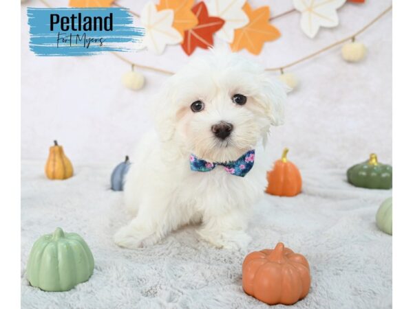 Coton De Tulear--Male---Petland Fort Myers, Florida