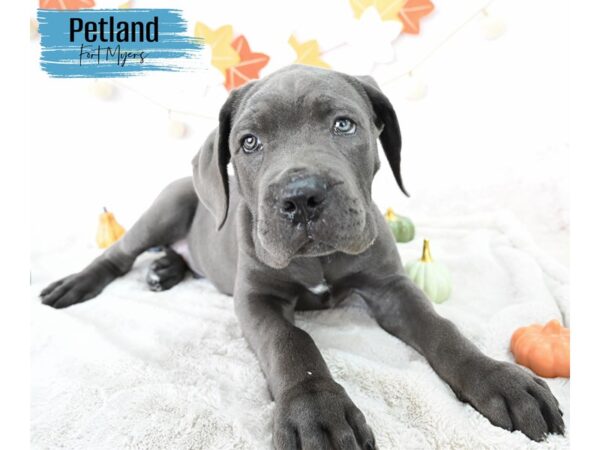 Cane Corso--Male---Petland Fort Myers, Florida