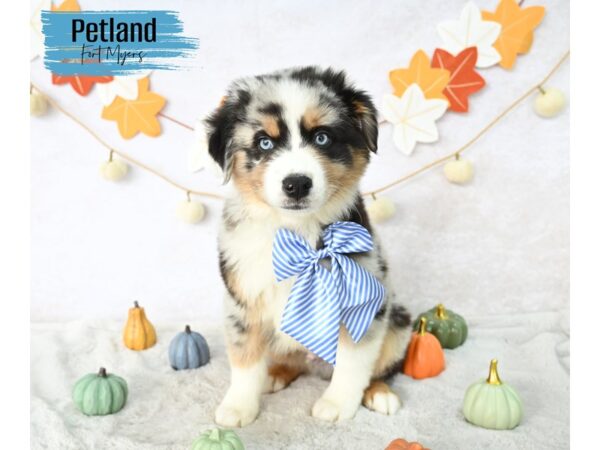 Australian Shepherd--Male---Petland Fort Myers, Florida