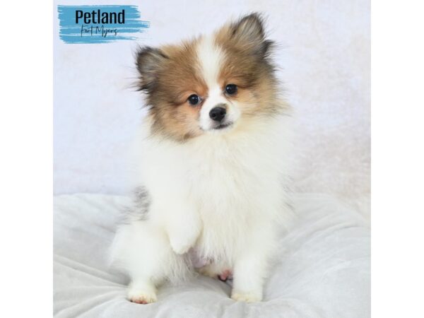 Pomeranian--Male---Petland Fort Myers, Florida