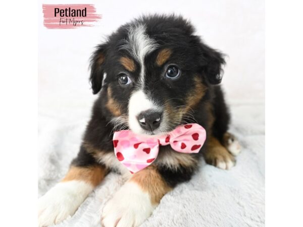 Australian Shepherd--Female---Petland Fort Myers, Florida