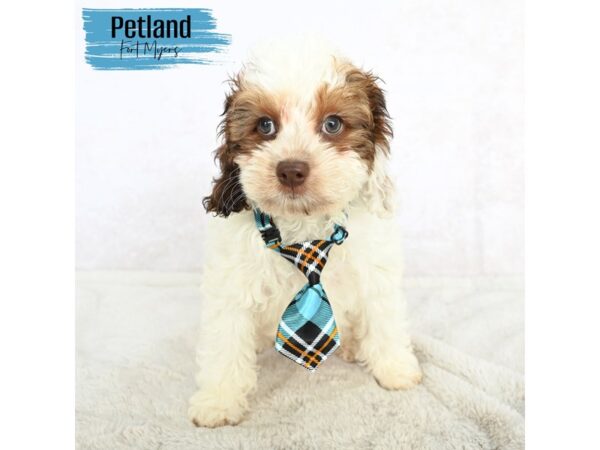 Cockapoo--Male---Petland Fort Myers, Florida