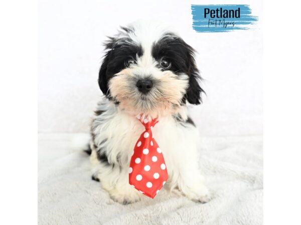 Havanese--Male---Petland Fort Myers, Florida
