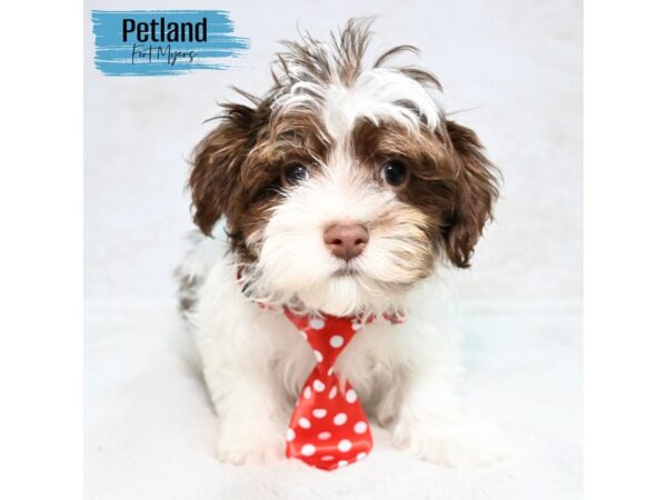 Havanese--Male---Petland Fort Myers, Florida