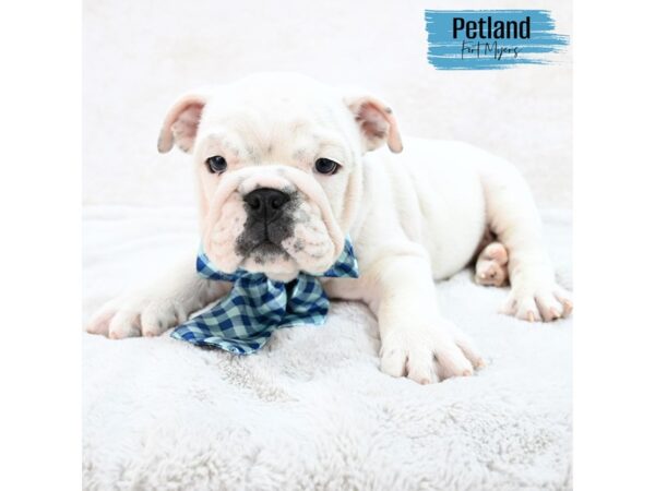 English Bulldog--Male---Petland Fort Myers, Florida