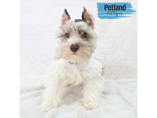 Miniature Schnauzer--Male---Petland Fort Myers, Florida